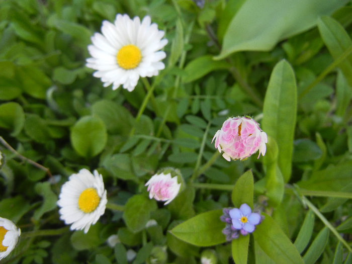 Bellis & Myosotis (2013, April 17)