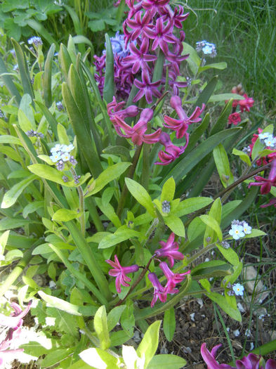 Spring colors (2013, April 17)