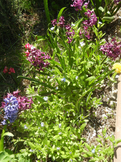 Spring colors (2013, April 17)