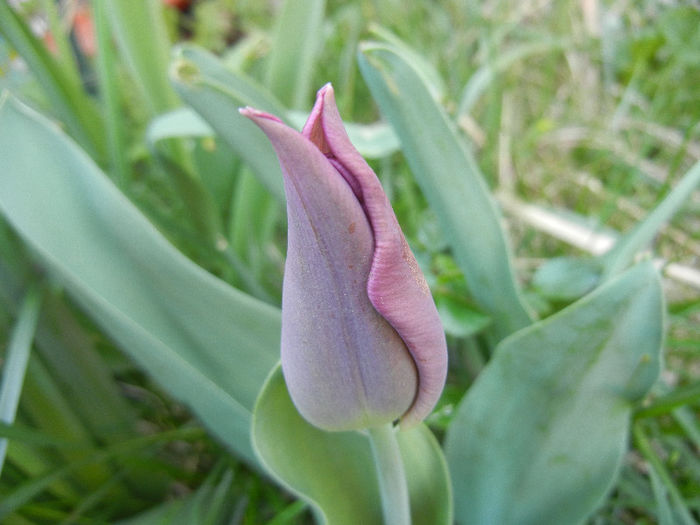 Tulipa Maytime (2013, April 18)