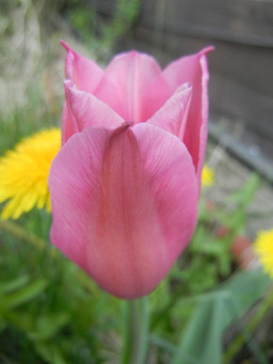 Tulipa Maytime (2013, April 18) - Tulipa Maytime