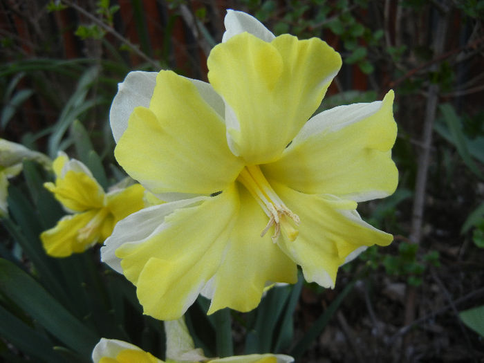 Narcissus Cassata (2013, April 18)