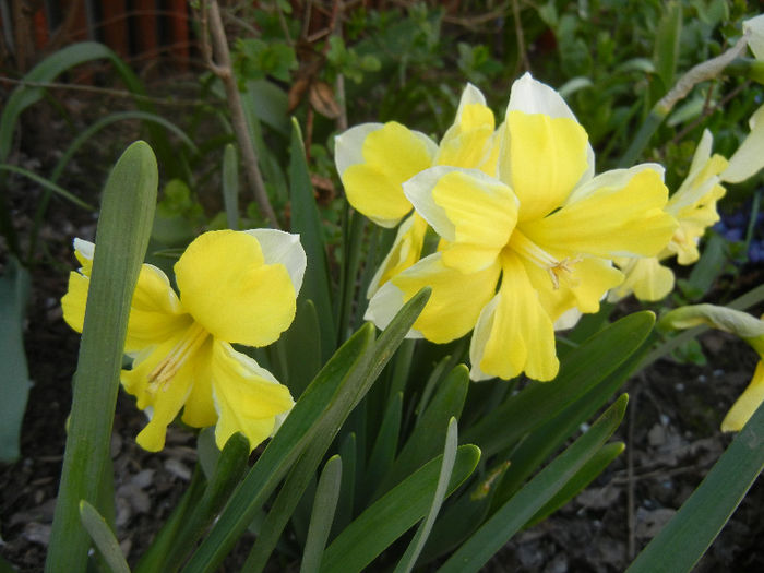 Narcissus Cassata (2013, April 18) - Narcissus Cassata