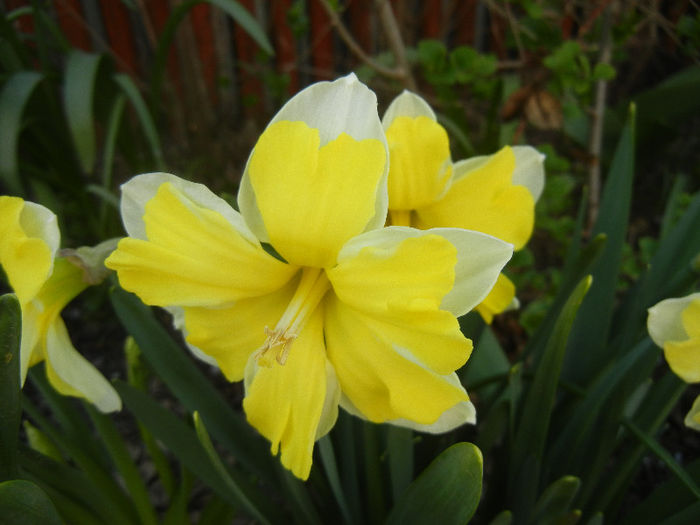 Narcissus Cassata (2013, April 18) - Narcissus Cassata
