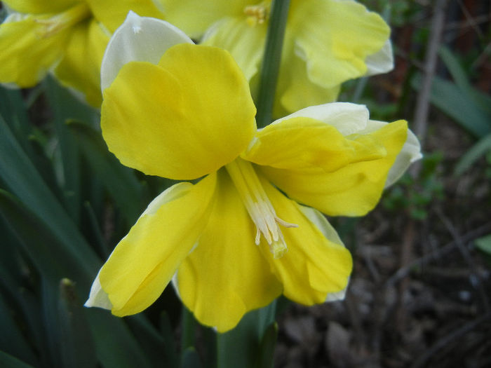 Narcissus Cassata (2013, April 18) - Narcissus Cassata