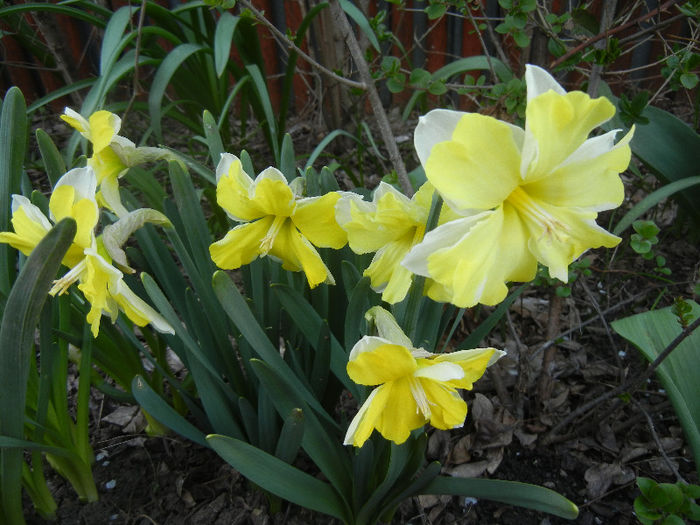 Narcissus Cassata (2013, April 18) - Narcissus Cassata