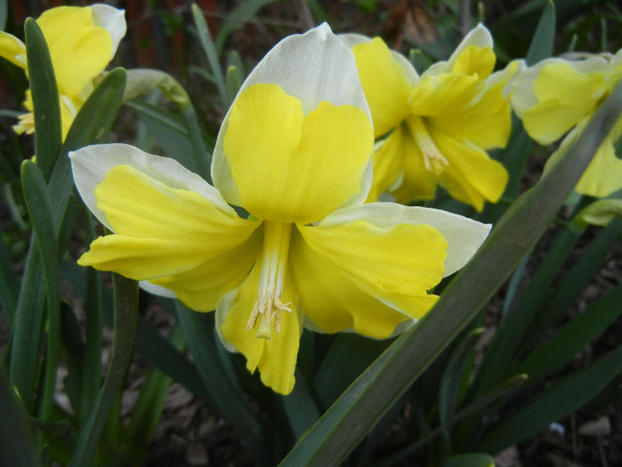 Narcissus Cassata (2013, April 18) - Narcissus Cassata