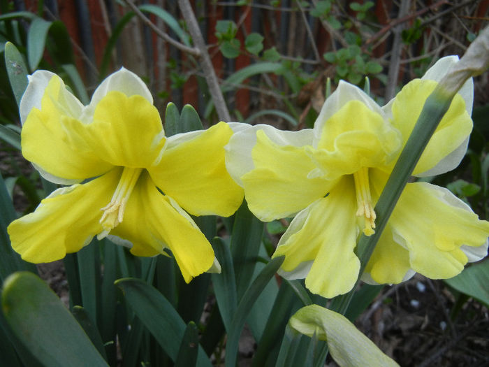 Narcissus Cassata (2013, April 18)