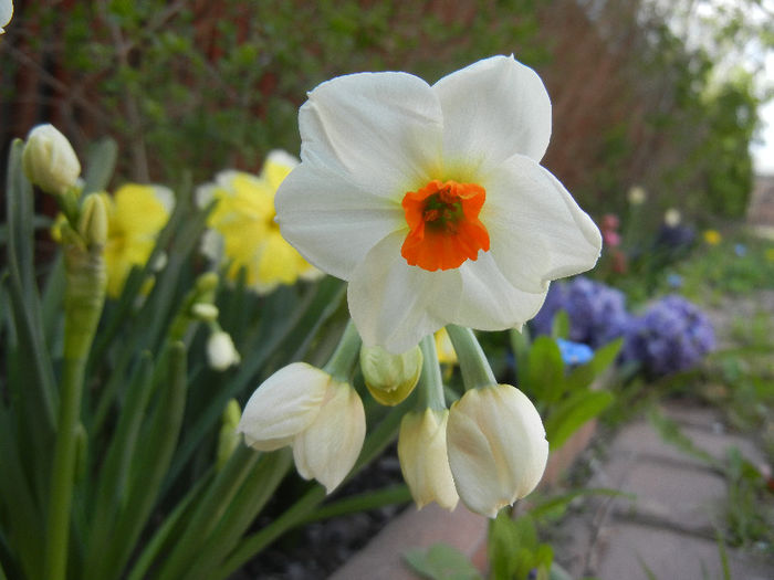 Narcissus Geranium (2013, April 18) - Narcissus Geranium