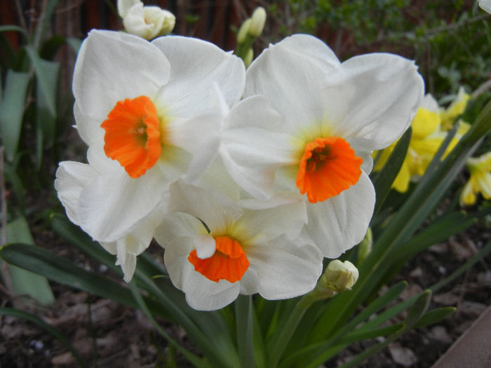 Narcissus Geranium (2013, April 18)