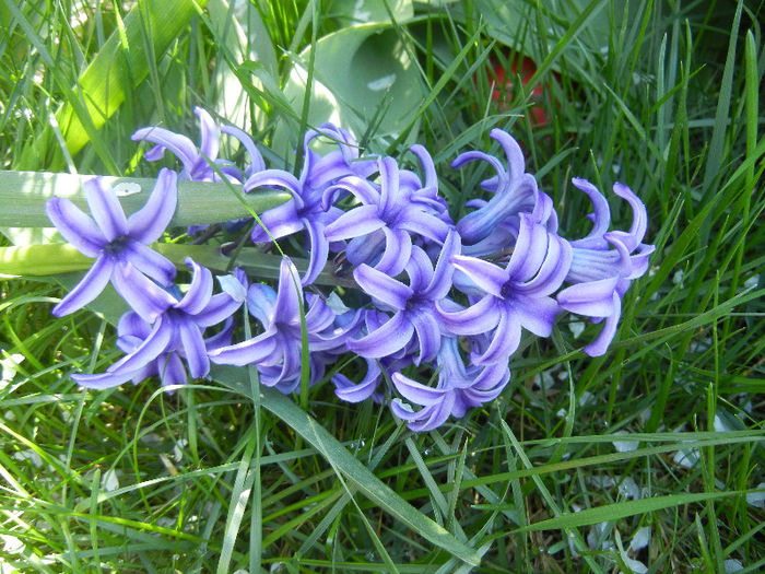 Hyacinth Blue Jacket (2013, April 17)