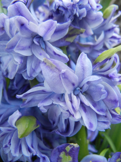 Hyacinth Isabelle (2013, April 18)