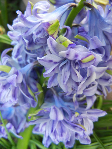 Hyacinth Isabelle (2013, April 18)