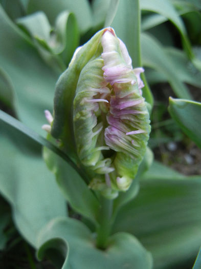 Tulipa Rai (2013, April 17) - Tulipa Rai Parrot