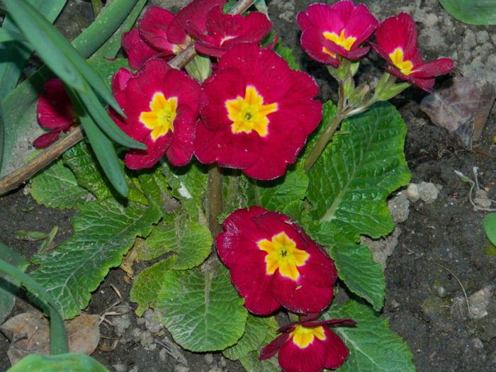 DSCN6936 - APRILIE 2013