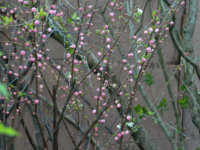 DSCN6942 - APRILIE 2013