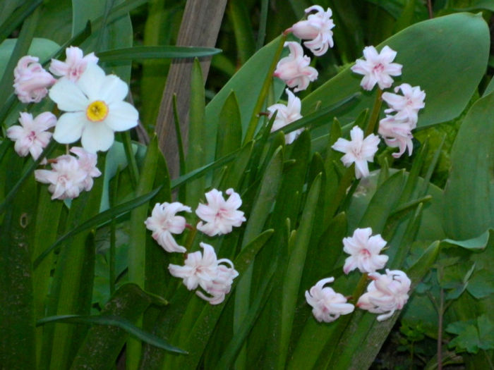 DSCN6943 - APRILIE 2013