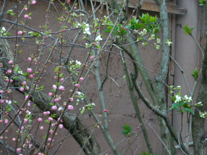 DSCN6946 - APRILIE 2013