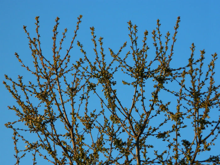 DSCN6948 - APRILIE 2013
