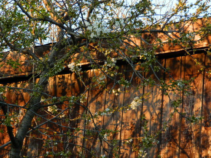 DSCN6949 - APRILIE 2013