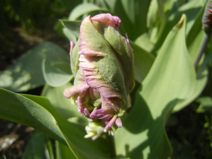 Tulipa Rai (2013, April 18) - Tulipa Rai Parrot