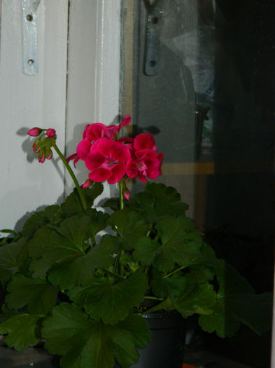 DSCN6953 - APRILIE 2013