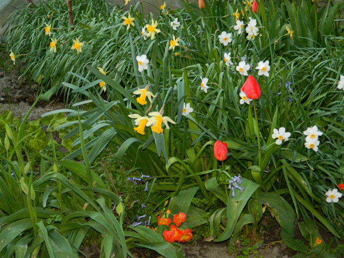 DSCN6955 - APRILIE 2013