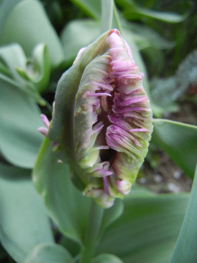Tulipa Rai (2013, April 18) - Tulipa Rai Parrot