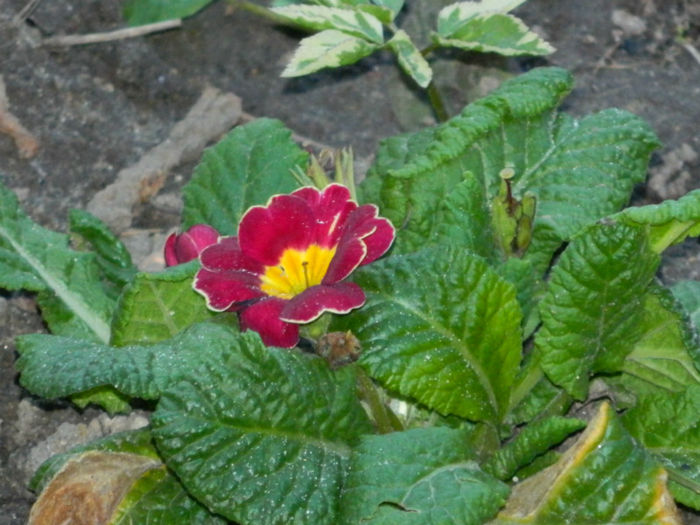 DSCN6960 - APRILIE 2013