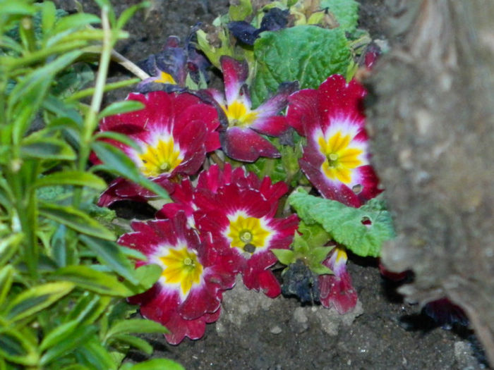DSCN6961 - APRILIE 2013