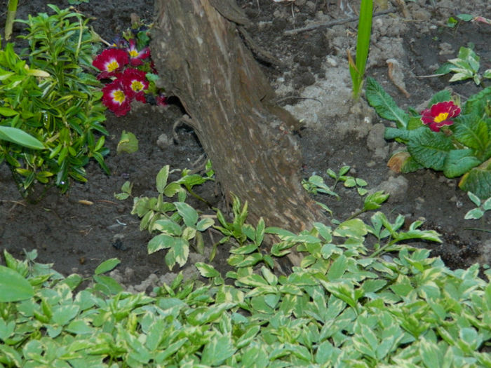 DSCN6962 - APRILIE 2013