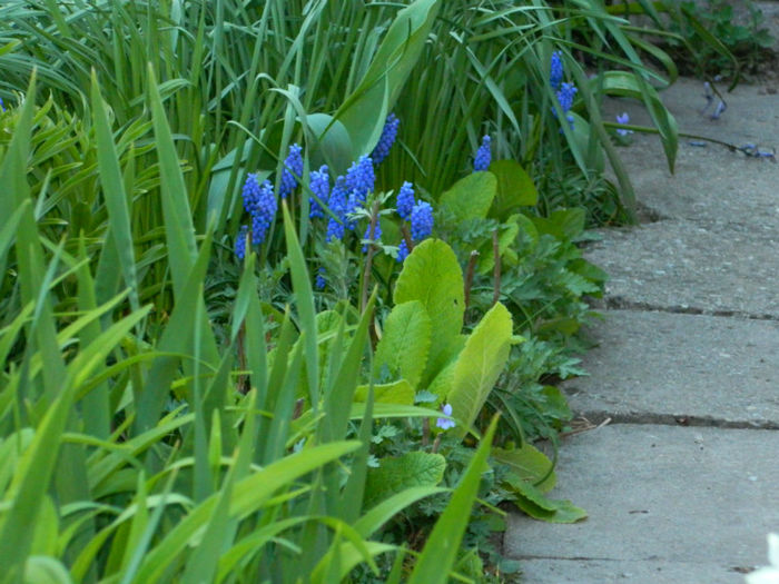 DSCN6965 - APRILIE 2013
