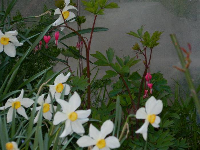 DSCN6966 - APRILIE 2013