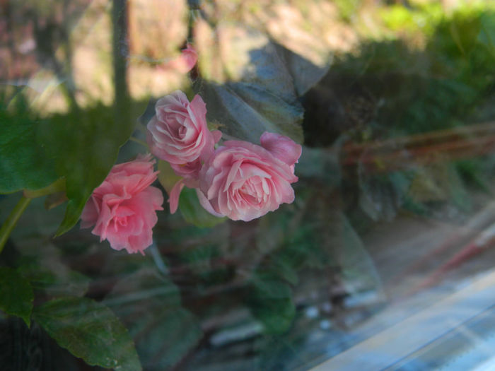 DSCN6969 - APRILIE 2013