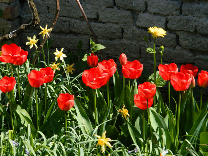 DSCN6985 - APRILIE 2013