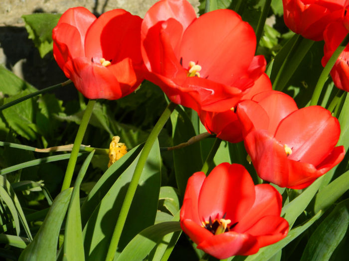 DSCN6994 - APRILIE 2013