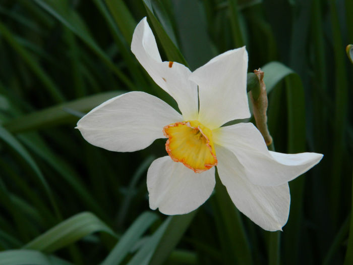DSCN7039 - APRILIE 2013