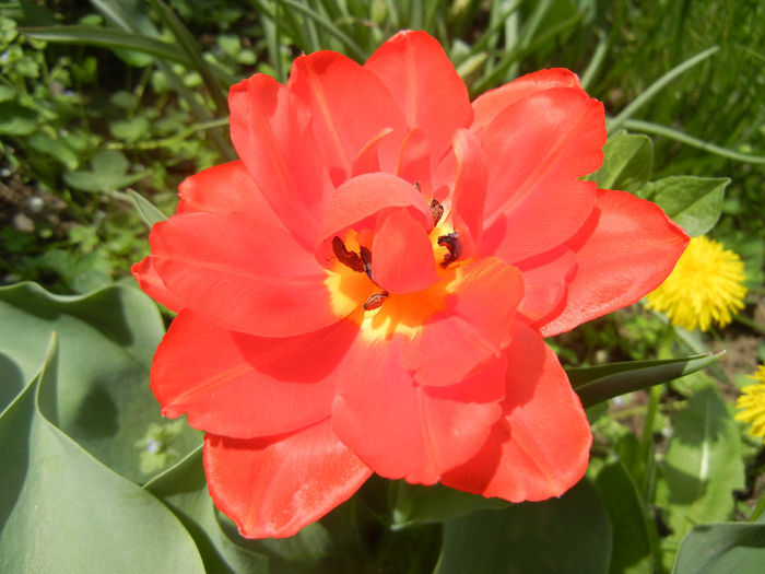 Tulipa Abba (2013, April 18) - Tulipa Abba
