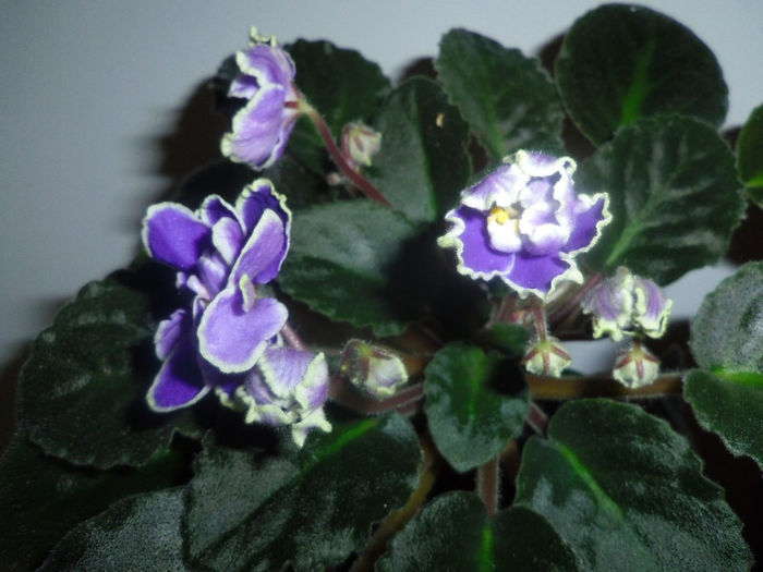 18 apr. 2013 - 2013 Gesneriaceae