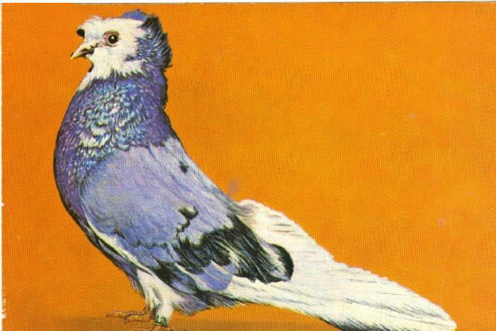 Porumbelul Urias de Salonta - 1  Rase de porumbei care ma intereseaza