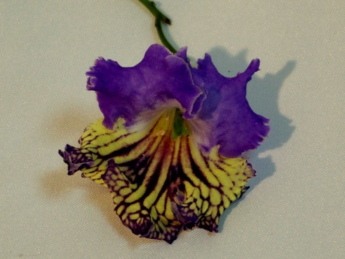6052 - Lila's - A - 29 Noiembrie - 2 Decembrie 2012 - Expozitie de Violete Africane si alte Gesneriaceae - Gradina B