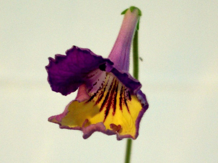 6082 - Lila's plant - A - 29 Noiembrie - 2 Decembrie 2012 - Expozitie de Violete Africane si alte Gesneriaceae - Gradina B