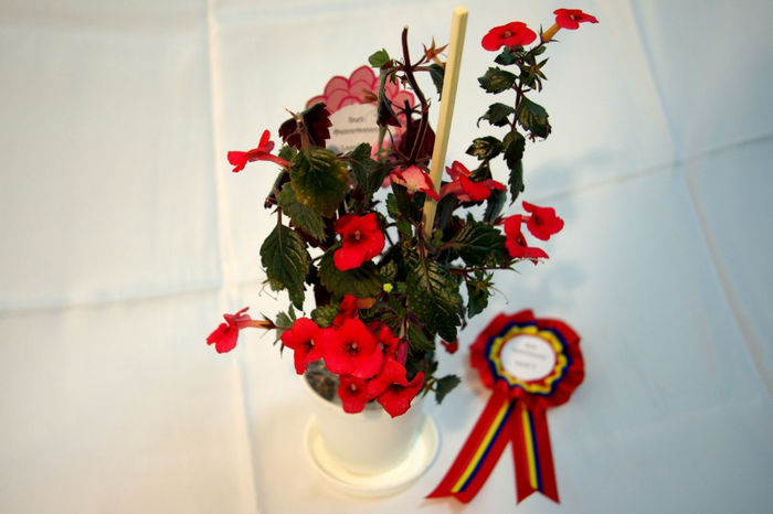 Achimenes Red Elf - Best Gesneriaceae