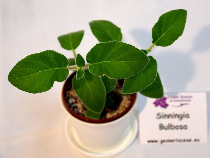 bulbosa sinningia specie - A - 29 Noiembrie - 2 Decembrie 2012 - Expozitie de Violete Africane si alte Gesneriaceae - Gradina B