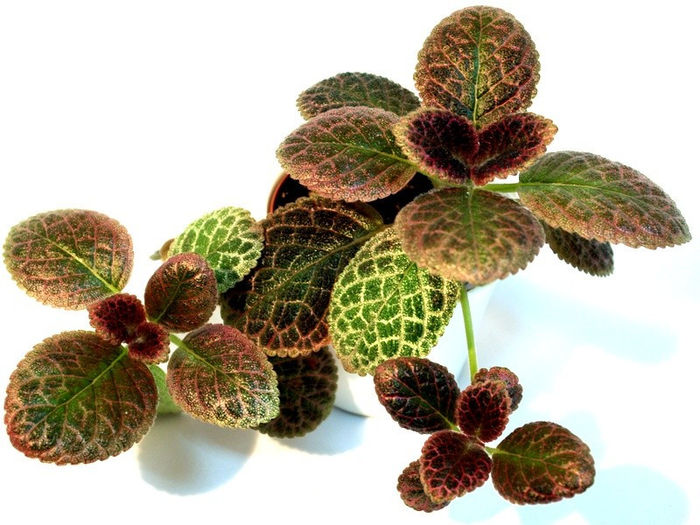 Butter Oak episcia