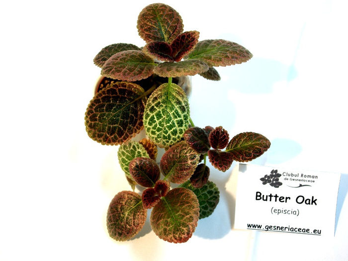 Butter Oak - A - 29 Noiembrie - 2 Decembrie 2012 - Expozitie de Violete Africane si alte Gesneriaceae - Gradina B