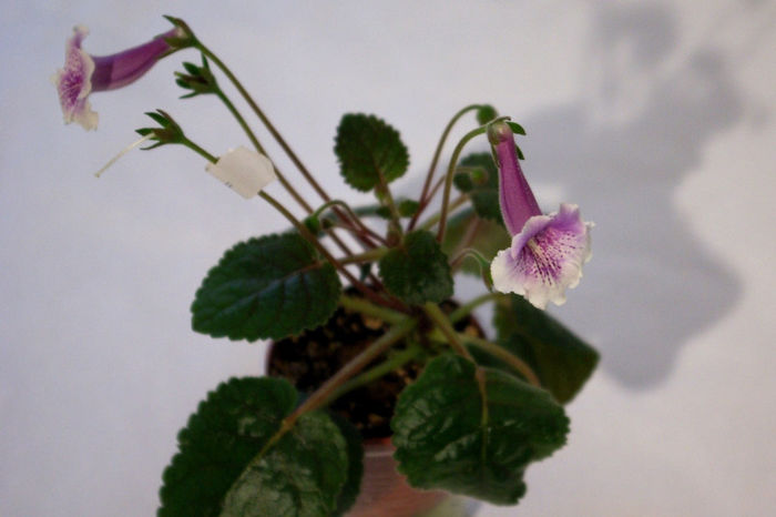 Cindy-Ella - Best Sinningia - A - 29 Noiembrie - 2 Decembrie 2012 - Expozitie de Violete Africane si alte Gesneriaceae - Gradina B