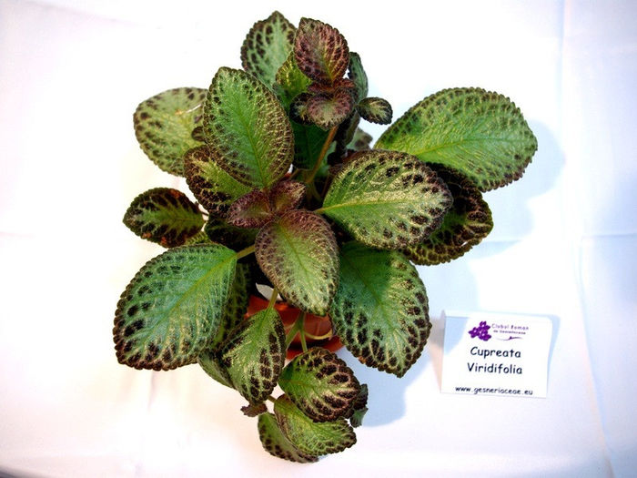 Cupreata viridifolia - A - 29 Noiembrie - 2 Decembrie 2012 - Expozitie de Violete Africane si alte Gesneriaceae - Gradina B