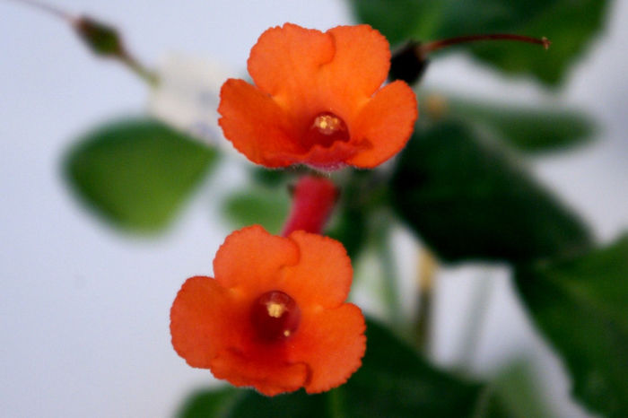 Super Orange xSelf - third best sinningia - A - 29 Noiembrie - 2 Decembrie 2012 - Expozitie de Violete Africane si alte Gesneriaceae - Gradina B