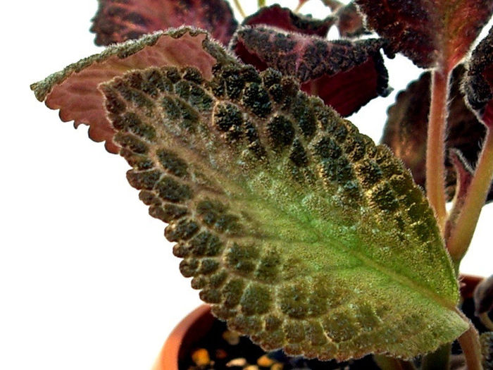 Thad's Homemade Wine - leaf - A - 29 Noiembrie - 2 Decembrie 2012 - Expozitie de Violete Africane si alte Gesneriaceae - Gradina B